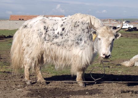 spotted yak cow Tibet Spring Brook Ranch